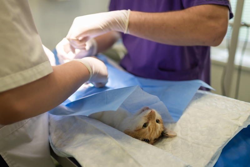 veterinaire-GRASSE-min_health-4385852